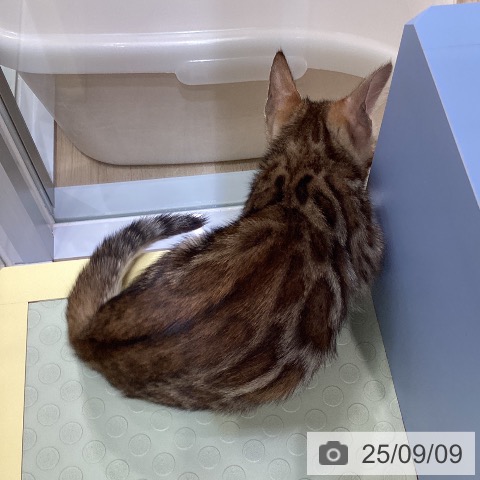 ベンガルの写真