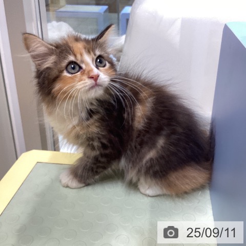 サイベリアンの写真