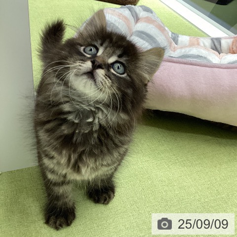 サイベリアンの写真