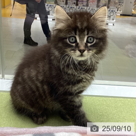 サイベリアンの写真