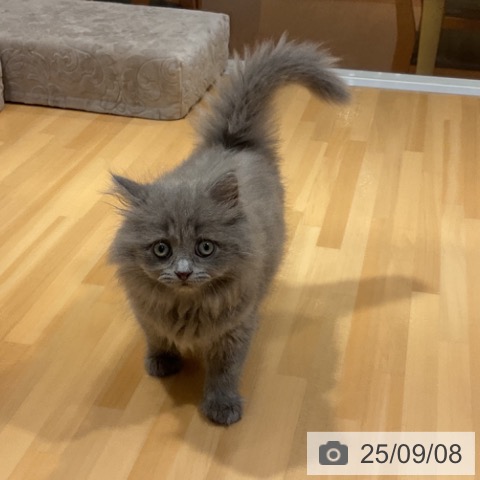 サイベリアンの写真