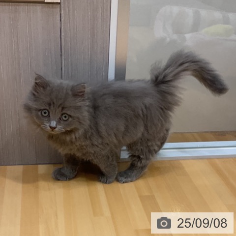 サイベリアンの写真