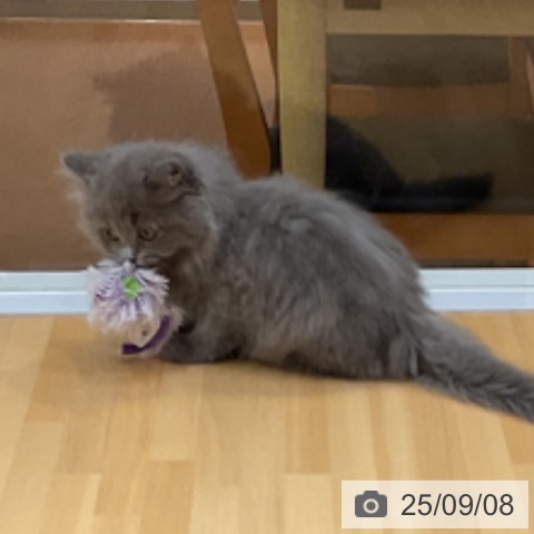サイベリアンの写真