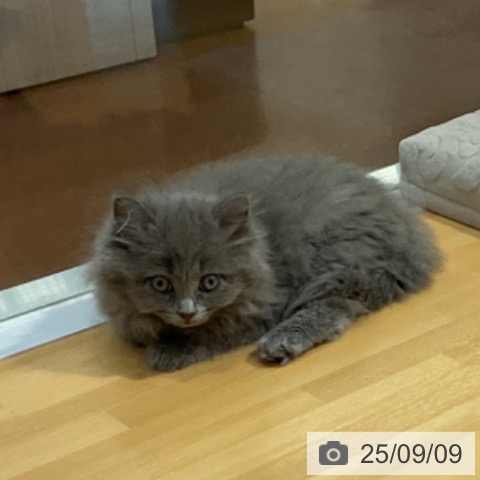 サイベリアンの写真