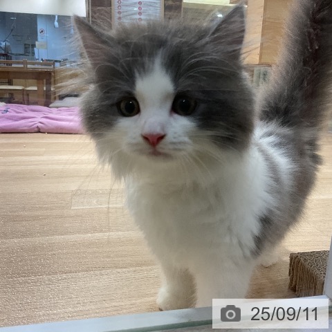 ラガマフィンの写真