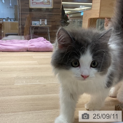 ラガマフィンの写真