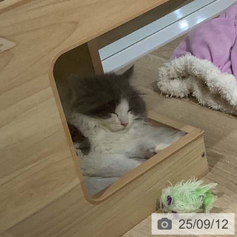 ラガマフィンの写真