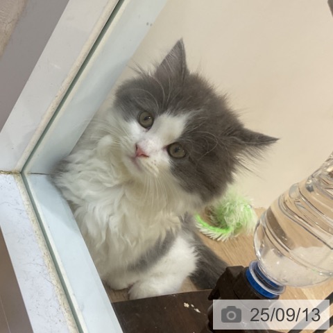 ラガマフィンの写真