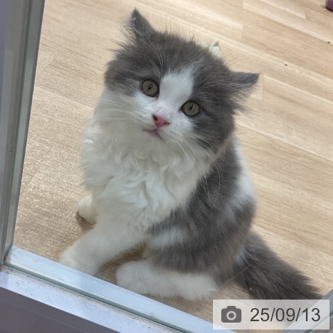 ラガマフィンの写真