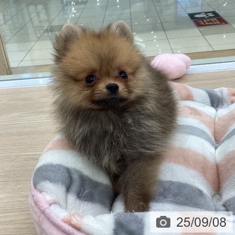 ポメラニアンの写真