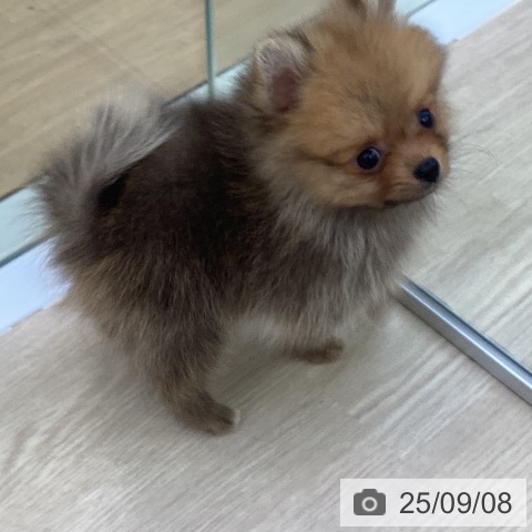 ポメラニアンの写真