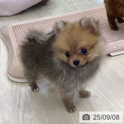 ポメラニアンの写真