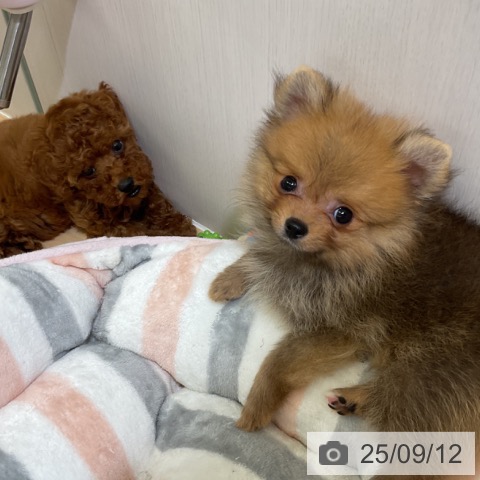 ポメラニアンの写真