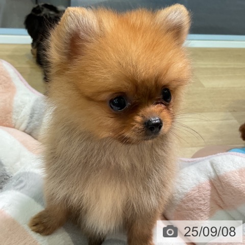ポメラニアンの写真