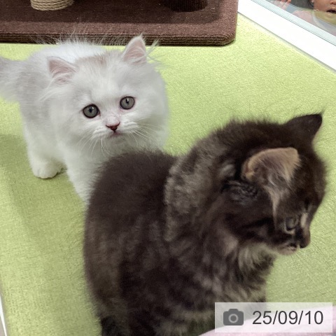 スコティッシュフォールドの写真