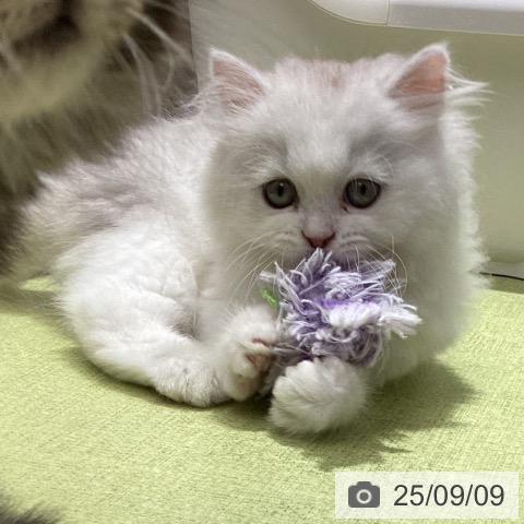 スコティッシュフォールドの写真