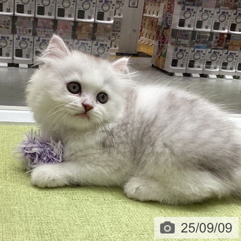 スコティッシュフォールドの写真