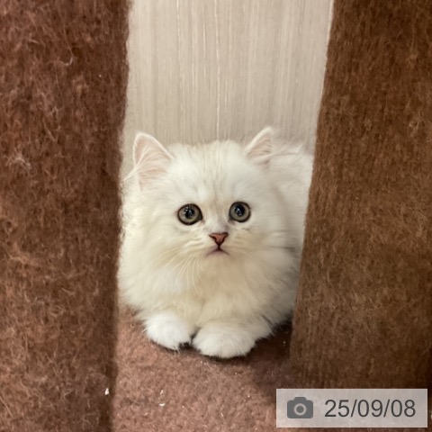 スコティッシュフォールドの写真