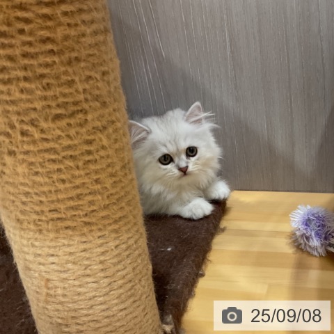 スコティッシュフォールドの写真