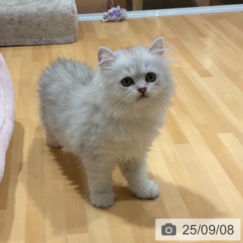 スコティッシュフォールドの写真