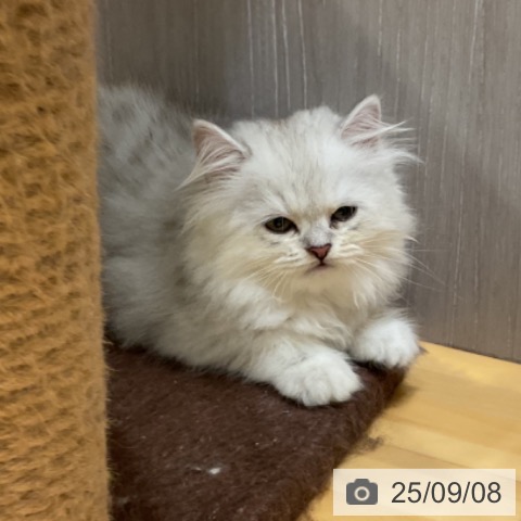 スコティッシュフォールドの写真