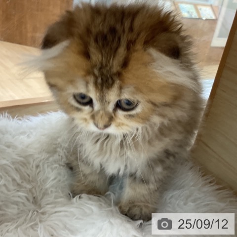 スコティッシュフォールドの写真