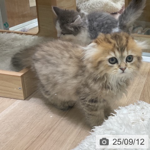 スコティッシュフォールドの写真