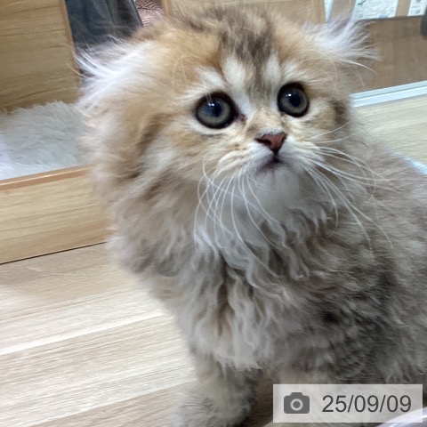 スコティッシュフォールドの写真