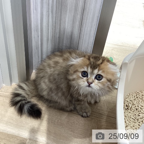 スコティッシュフォールドの写真