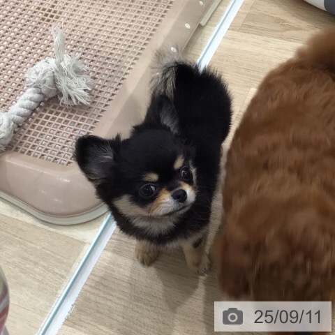 チワワの写真