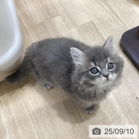 ブリティッシュショートヘアの写真