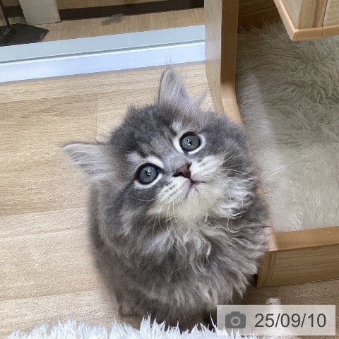 ブリティッシュショートヘアの写真