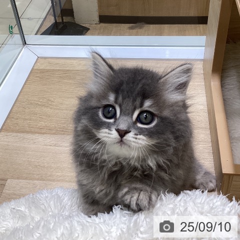 ブリティッシュショートヘアの写真