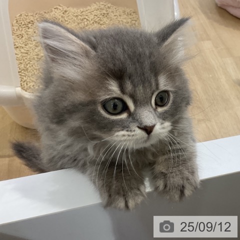 ブリティッシュショートヘアの写真