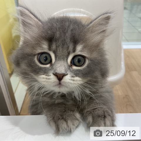 ブリティッシュショートヘアの写真