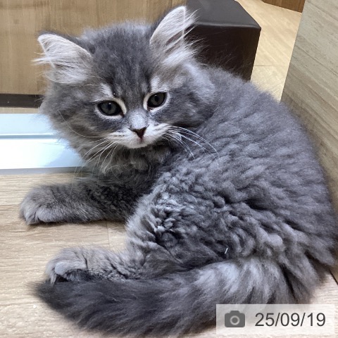 ブリティッシュショートヘアの写真