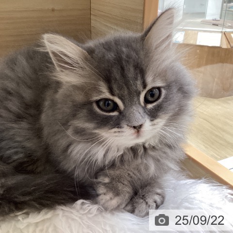 ブリティッシュショートヘアの写真