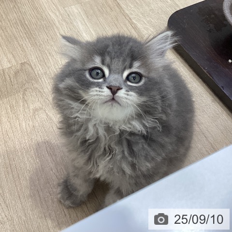 ブリティッシュショートヘアの写真