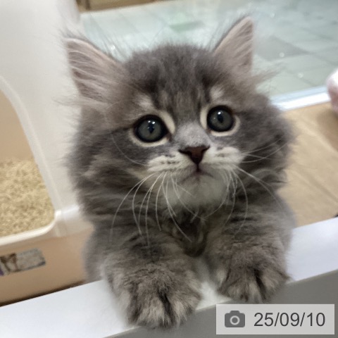 ブリティッシュショートヘアの写真