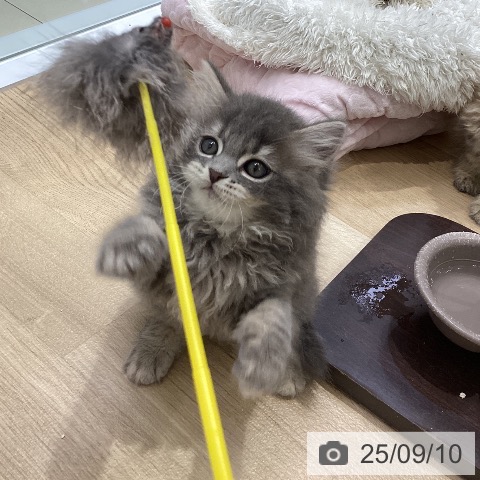 ブリティッシュショートヘアの写真