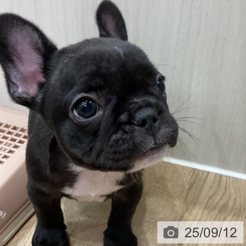 フレンチ・ブルドッグの写真