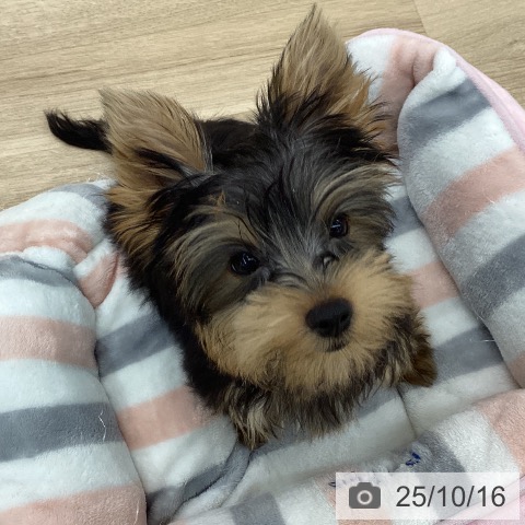 ヨークシャー・テリアの写真