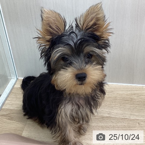 ヨークシャー・テリアの写真