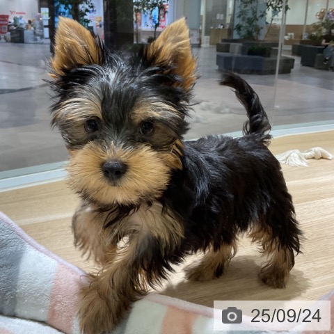 ヨークシャー・テリアの写真