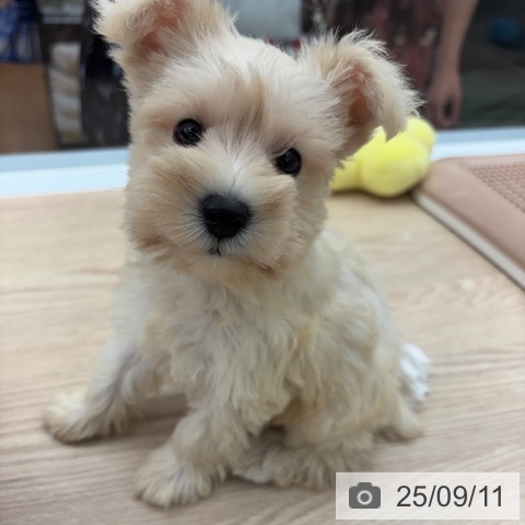 ミニチュア・シュナウザーの写真