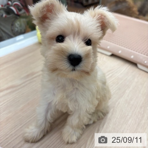 ミニチュア・シュナウザーの写真