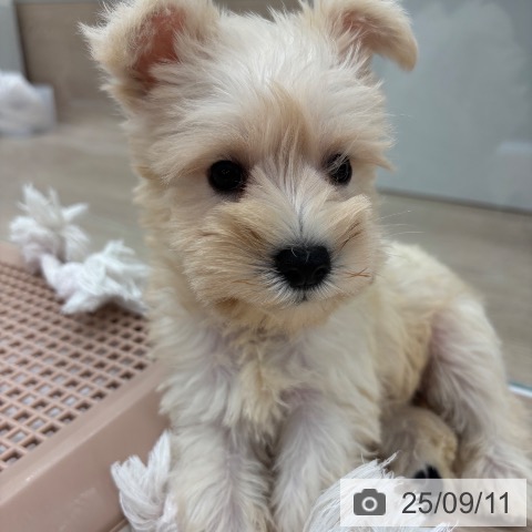 ミニチュア・シュナウザーの写真
