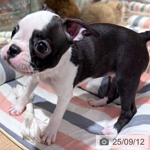 ボストン・テリアの写真