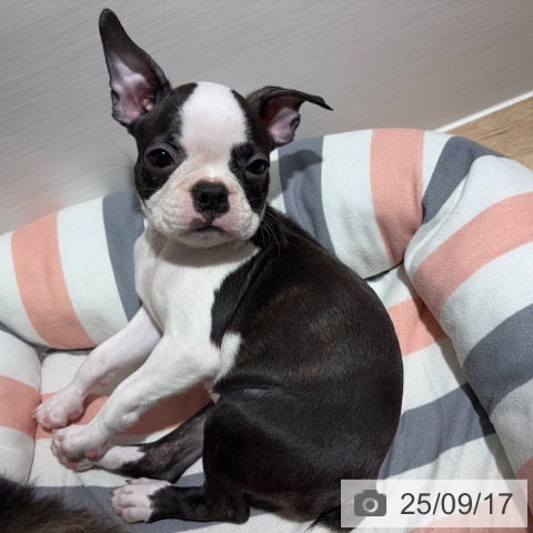 ボストン・テリアの写真