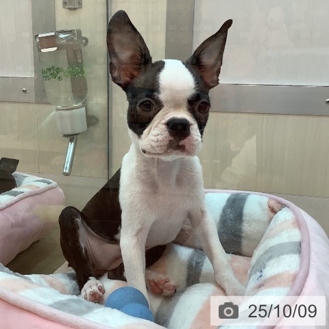 ボストン・テリアの写真